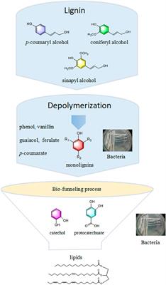 Recent Biotechnology Advances in Bio-Conversion of Lignin to Lipids by Bacterial Cultures